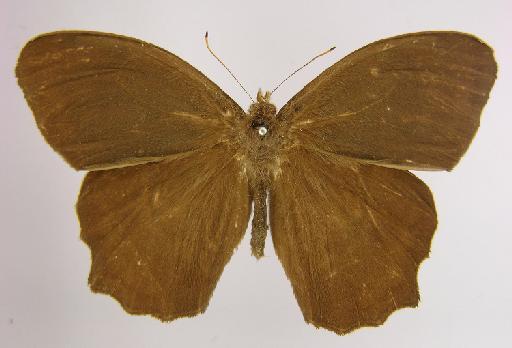 Pseudodebis keneza Butler, 1869 - BMNH(E)_ 1267107_Taygetomorpha_(Taygetis)_celia_keneza_Butler_T_male_ (2)