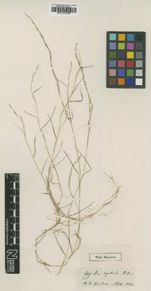 Muhlenbergia schreberi J.F.Gmel. - BM001042435