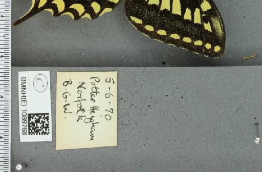 Papilio machaon britannicus Seitz, 1907 - BMNHE_1089768_label_69598