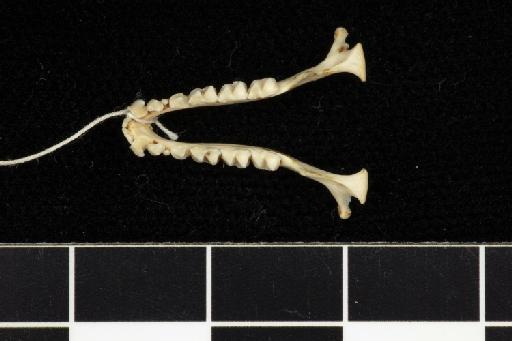 Rhinolophus yunanensis Dobson, 1872 - 1909_4_4_3-Rhinolophus_yunanensis-Syntype-Skull-mandible-occlusal