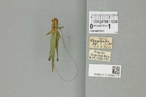 Conocephalus longipennis (de Haan, 1842) - 012498178_72131_92750