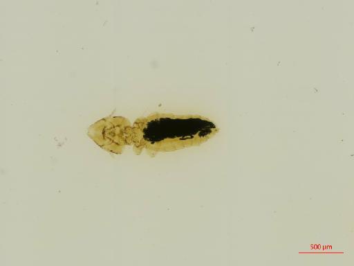 Penenirmus gulosus Nitzsch, 1866 - 010684432__2017_08_10-Scene-2-ScanRegion1