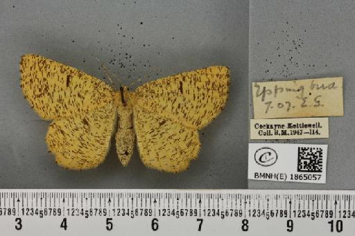 Angerona prunaria ab. striolata Klemensiewicz, 1913 - BMNHE_1865057_430723