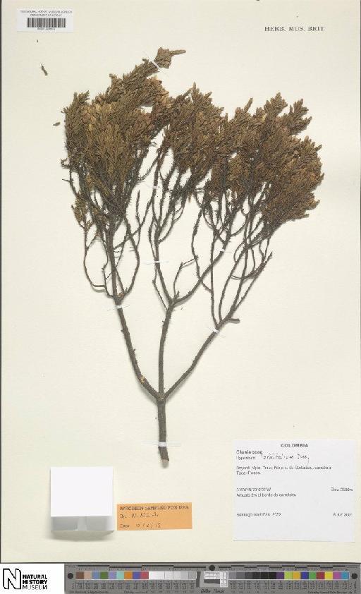 Hypericum laricifolium Juss. - BM001206643