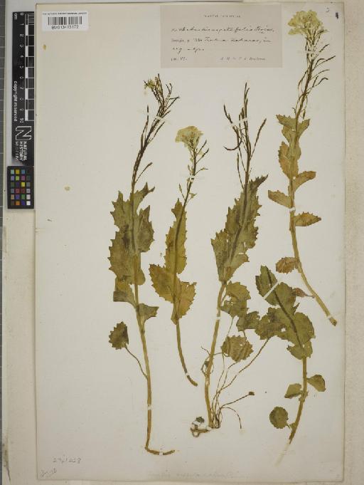 Arabis nepetaefolia - BM013413172