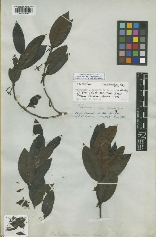 Malouetia virescens Spruce - BM000778786