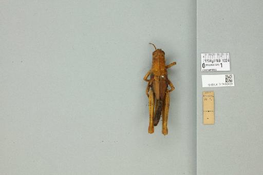 Valanga nigricornis allorensis Uvarov, 1923 - 012498429_71899_84603