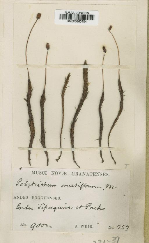 Polytrichum juniperinum Hedw. - BM000960794