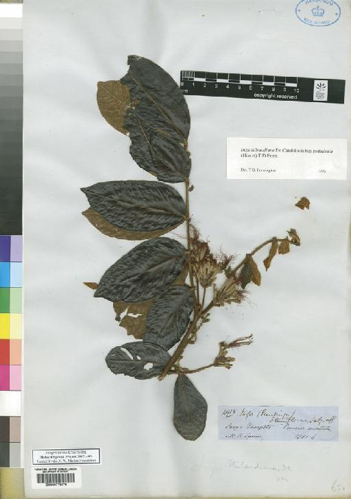 Inga tenuiflora - Spruce - BM000778378