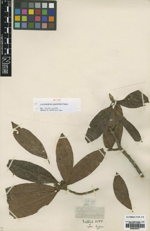 Dodecadenia grandiflora Nees - BM000888367