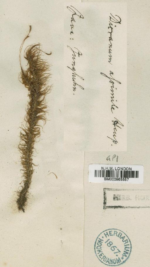 Dicranoloma assimile (Hampe) Paris - BM000965857