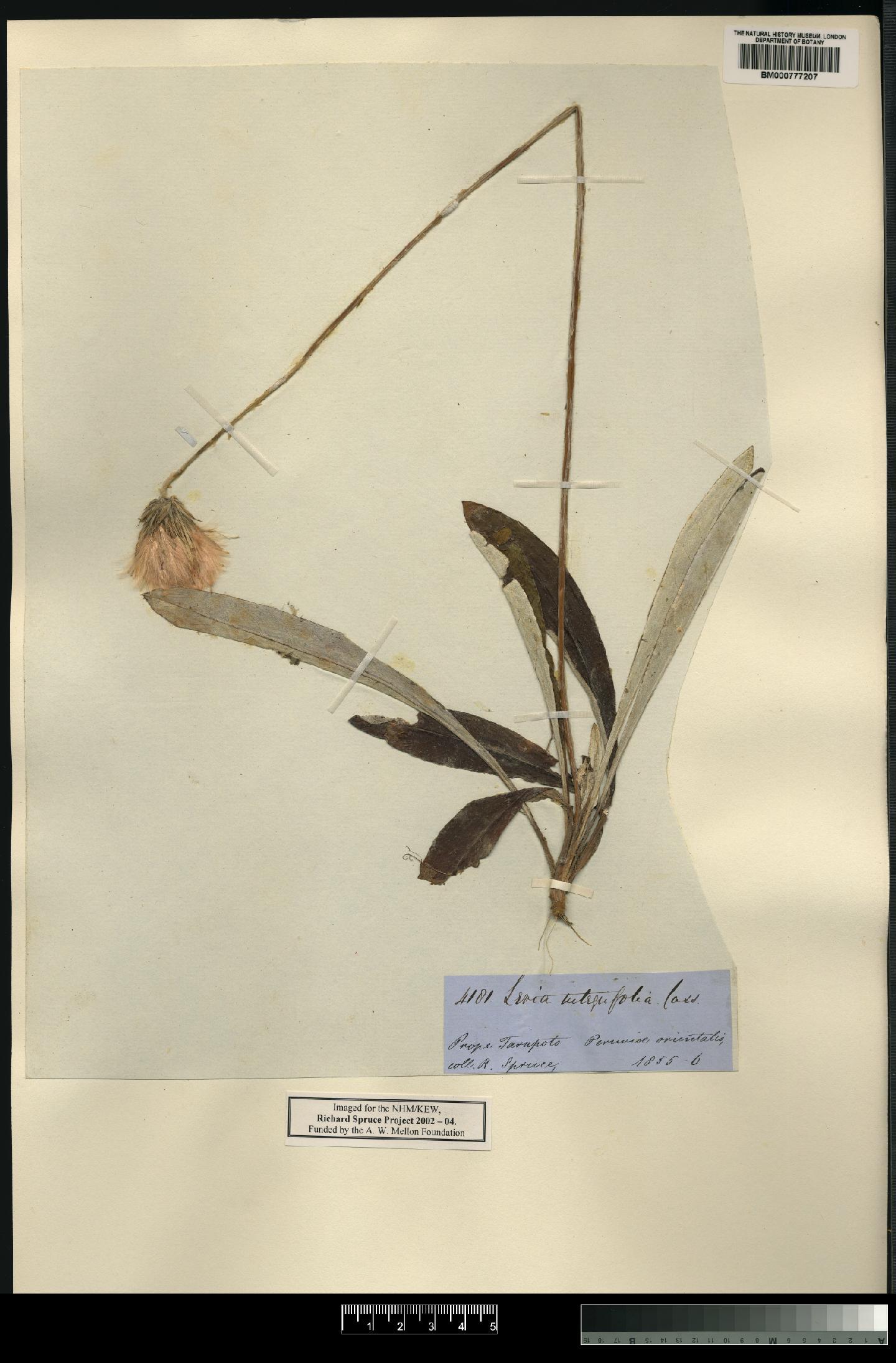 To NHMUK collection (Leria integrifolia Cass; NHMUK:ecatalogue:4676623)