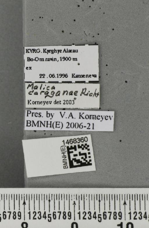 Malica caraganae Richter, 1974 - BMNHE_1468360_label_42137