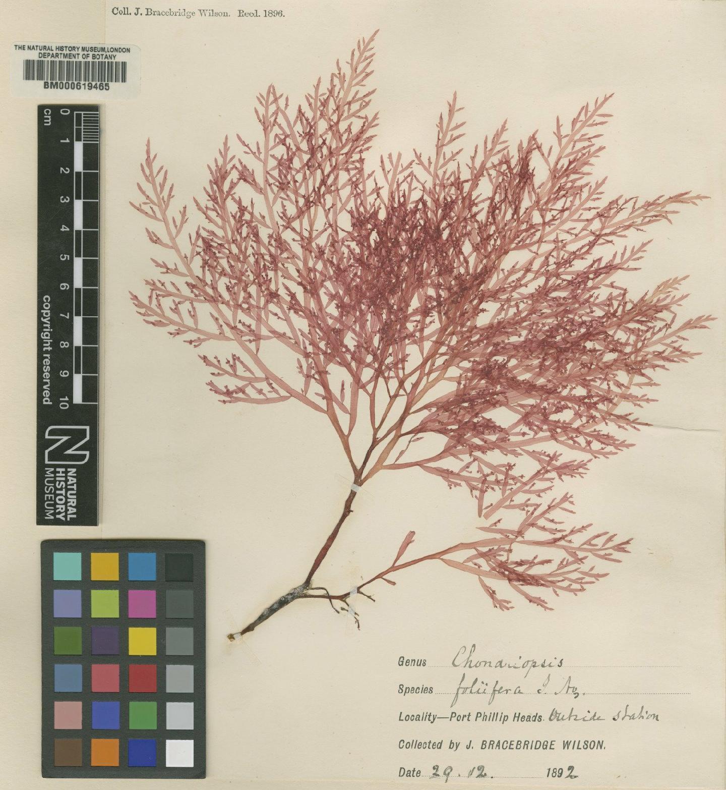 To NHMUK collection (Chondria foliifera (J.Agardh) Falkenb.; TYPE; NHMUK:ecatalogue:4791069)