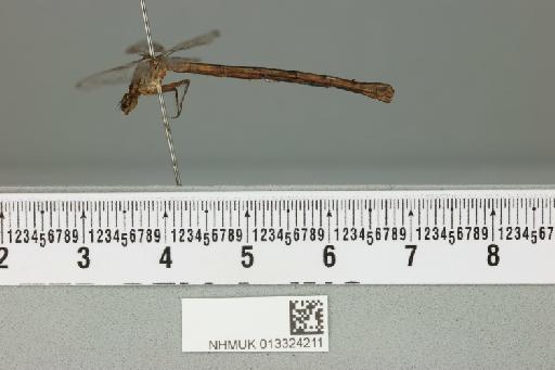 Argia tarascana Calvert, 1902 - 013324211_lateral