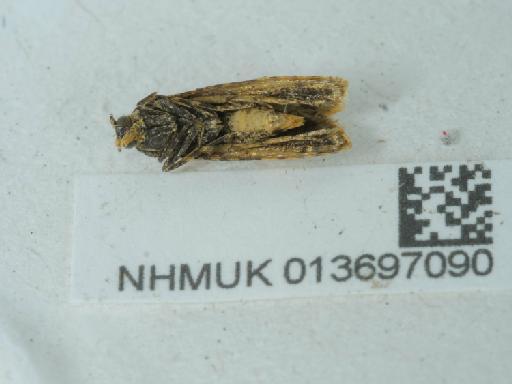 Commophila aeneana (Hübner, 1800) - 013697090_2