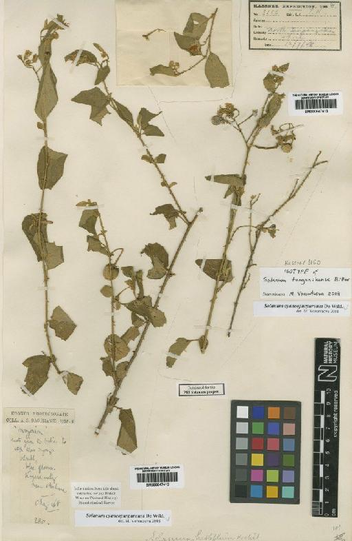 Solanum cyaneopurpureum De Wild. - BM000847413