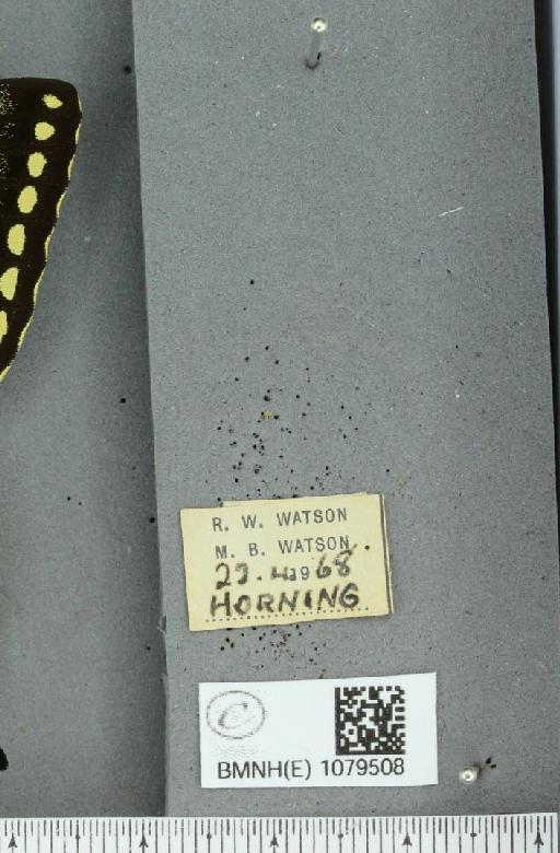 Papilio machaon britannicus Seitz, 1907 - BMNHE_1079508_label_64896