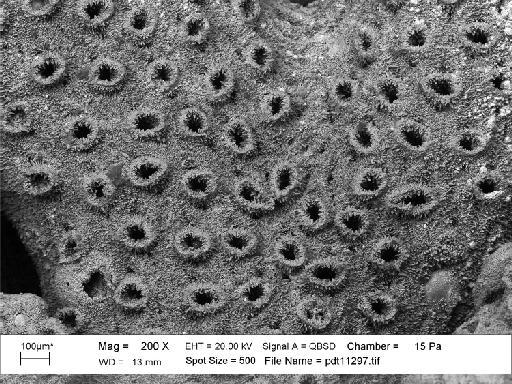 PI D 6897 - Hornera striata