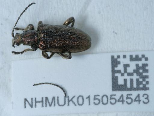 Plateumaris (Euplateumaris) sericea sibirica (Solsky, 1872) - 015054543_2
