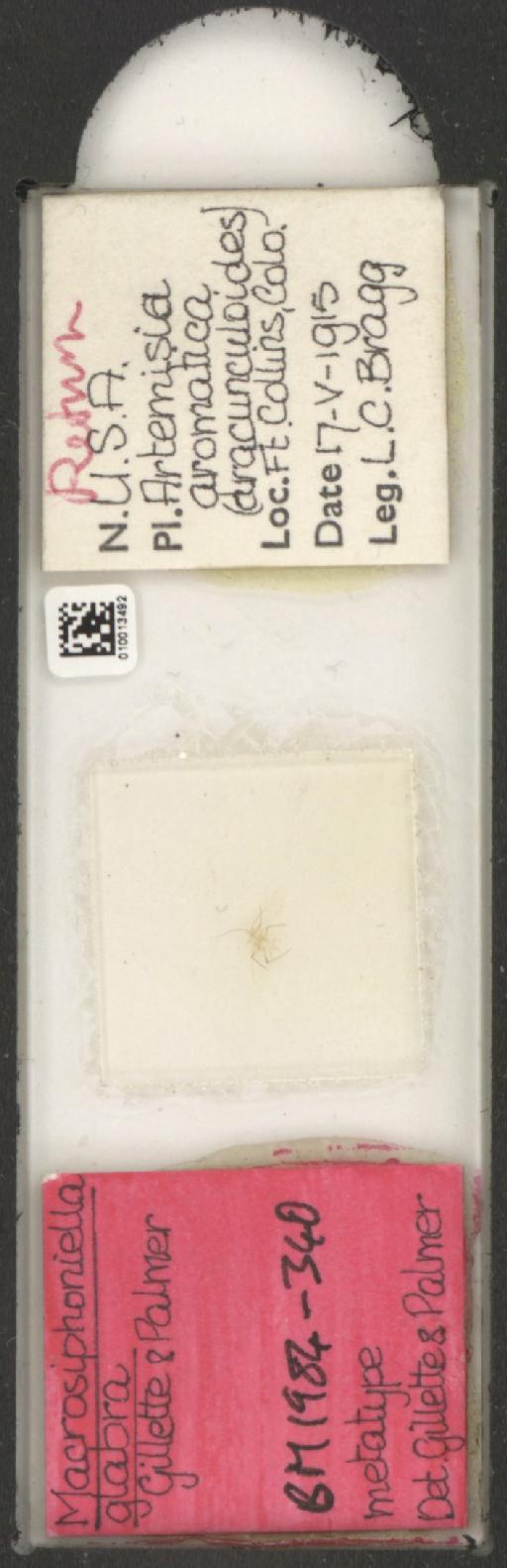 Macrosiphoniella glabra Gillette & Palmer, 1928 - 010013492_112660_1094724