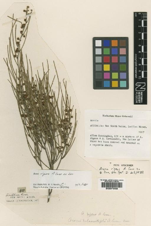 Acacia rigens A.Cunn. ex G.Don - BM000796605