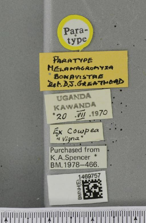 Melanagromyza bonavistae Greathead, 1971 - BMNHE_1469757_label_45115