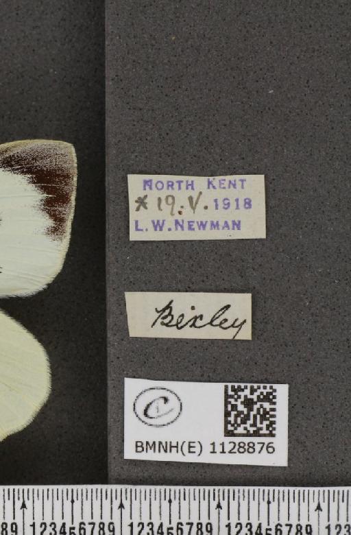 Pieris brassicae (Linnaeus, 1758) - BMNHE_1128876_label_85401