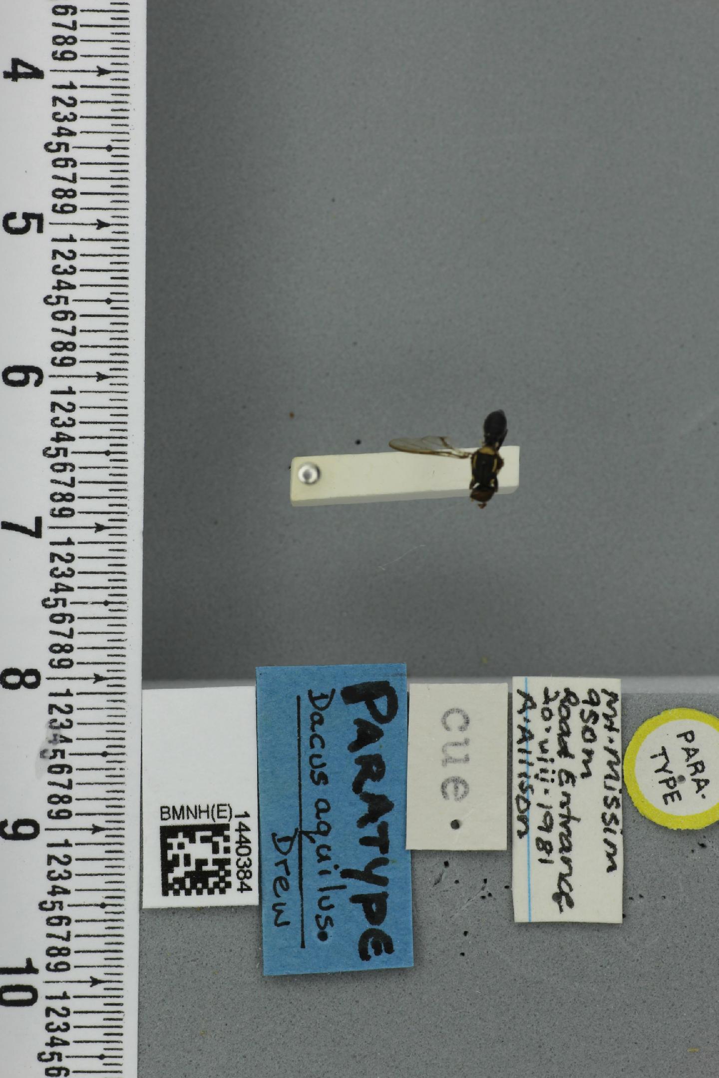 Bactrocera aquila