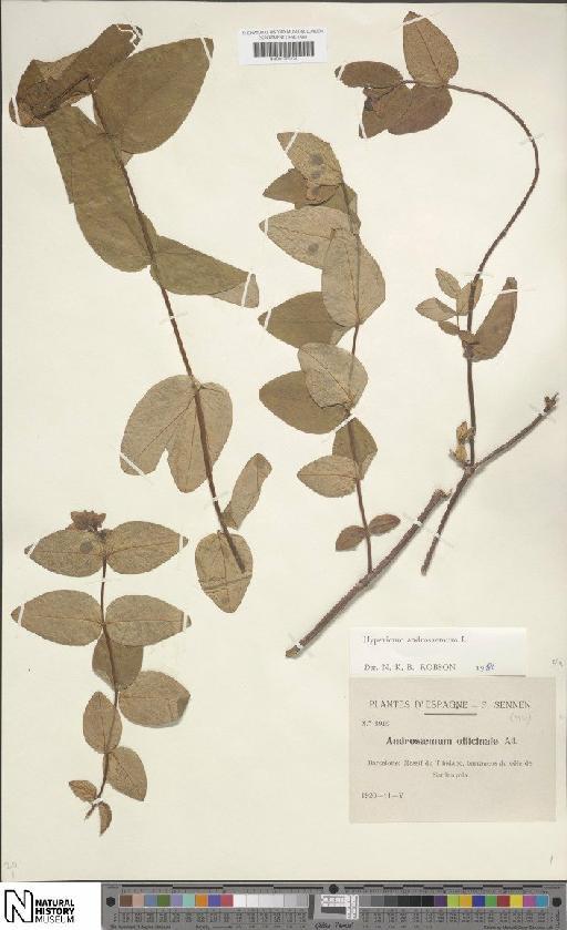 Hypericum androsaemum L. - BM001200124