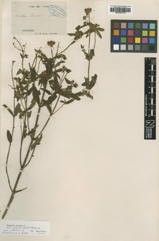 Osbeckia chinensis var. pusilla (Zoll.) Triana - BM000944330