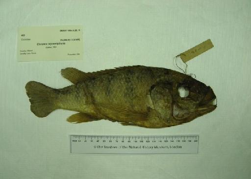 Chromis squamipinnis Günther, 1864 - 1864.6.28.19, PARALECTOTYPE, Chromis squamipinnis