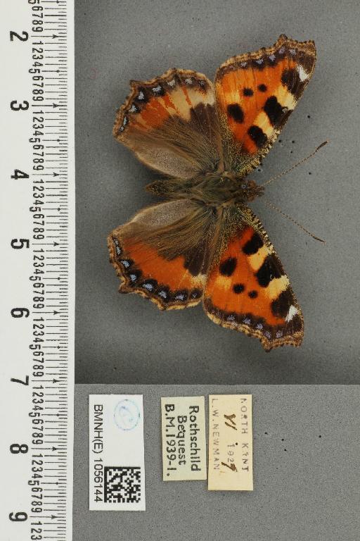 Aglais urticae ab. semialba Frohawk, 1938 - BMNHE_1056144_45664