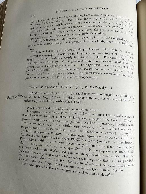 Chaetozone atlantica McIntosh, 1885 - Challenger Polychaete Scans of Book 242