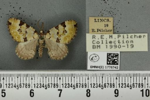 Colostygia pectinataria ab. albocincta Lempke, 1949 - BMNHE_1778742_354385