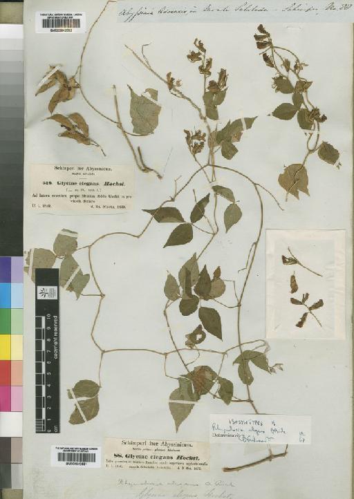 Rhynchosia elegans A.Rich. - BM000842592