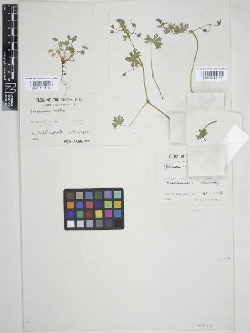 Geranium molle L. - 015148135_cap
