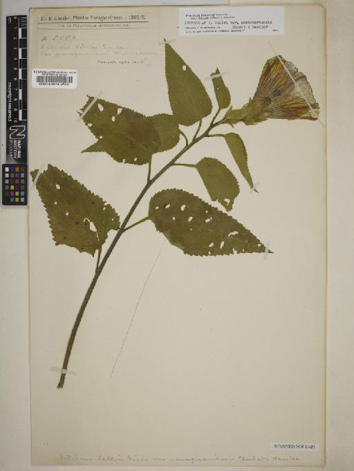 Hibiscus striatus subsp. selloi (Gürke) O.J.Blanch. - 000545834