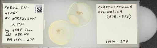 Chaetostomella cylindrica (Robineau-Desvoidy, 1830) - BMNHE_1444770_58688