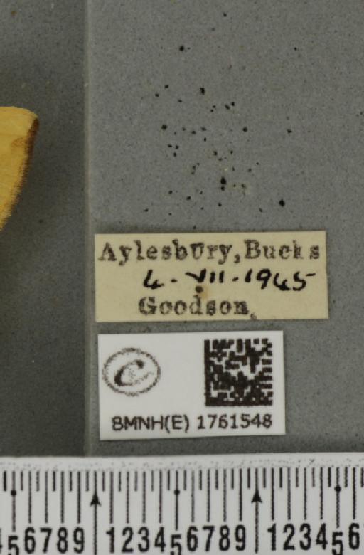 Gandaritis pyraliata (Denis & Schiffermüller, 1775) - BMNHE_1761548_label_345143