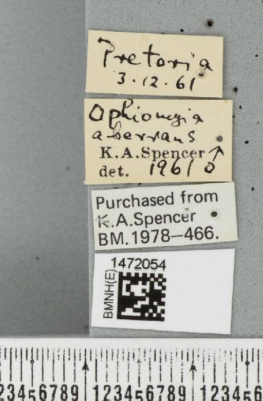 Ophiomyia aberrans Spencer, 1959 - BMNHE_1472054_label_46946