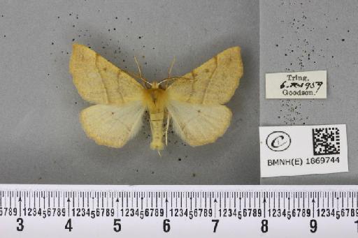 Colotois pennaria (Linnaeus, 1761) - BMNHE_1869744_454636