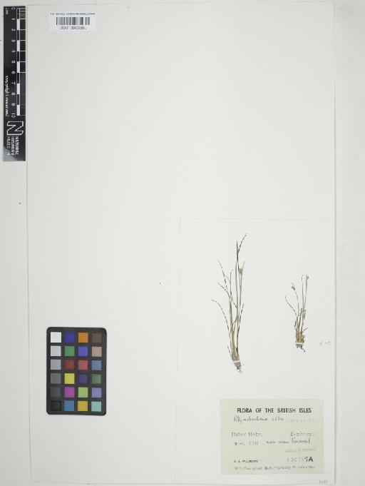 Rhynchospora alba (L.) Vahl - 013863889