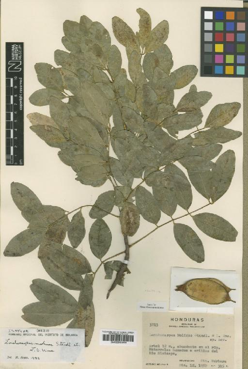 Lonchocarpus molinae Standl. & L.O.Williams - BM000931969