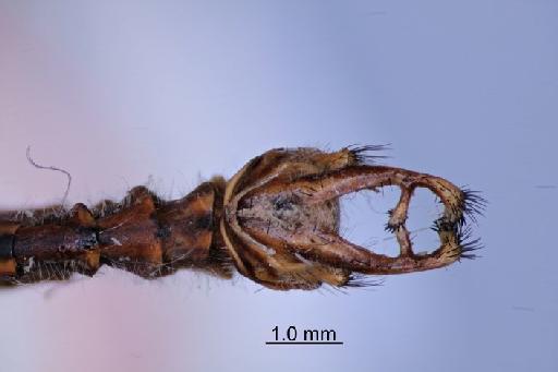 Deleproctophylla bleuseli McLachlan - Deleproctophylla_bleusi-BMNHE_1253378-Holotype-dorsal_terminalia-2x