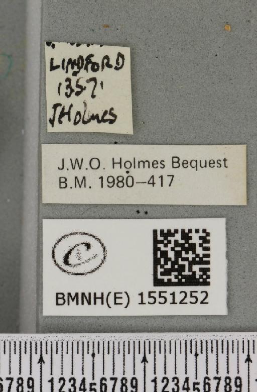 Polyploca ridens (Fabricius, 1787) - BMNHE_1551252_label_238574