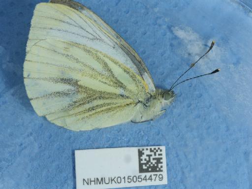 Pieris napi dubosia - 015054479_1