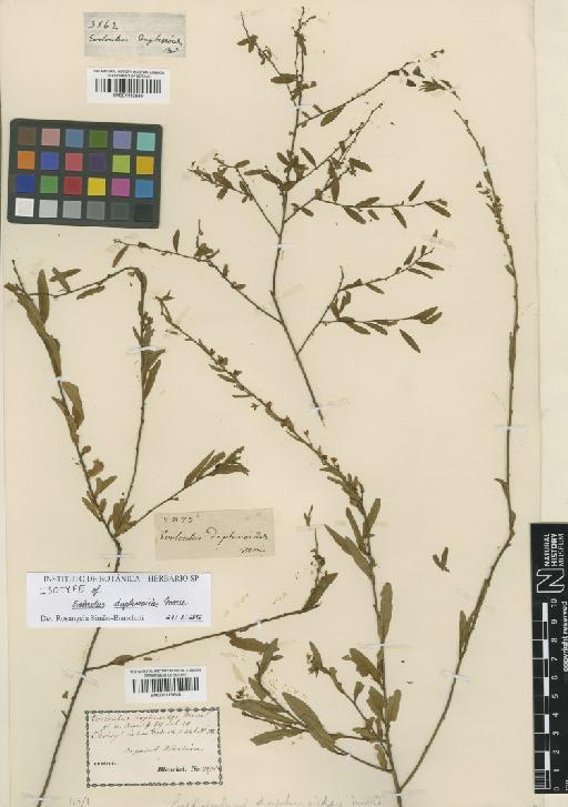 Evolvulus daphnoides Moric. - BM001115648