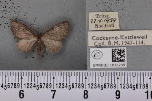 Eupithecia subfuscata ab. obscurissima Prout, 1912 - BMNHE_1818239_395413