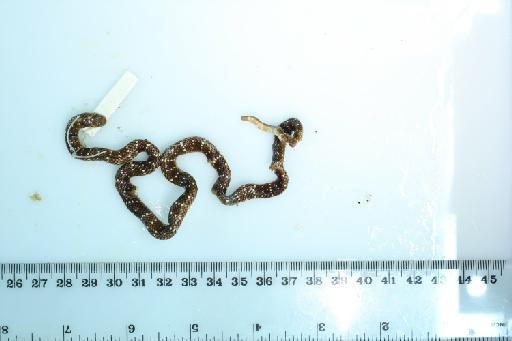 Micrurus langsdorffi ornatissimus - Elaps_batesii_(type)_BMNH1946.1.17.21a.JPG